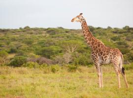 Zululand Tree Lodge