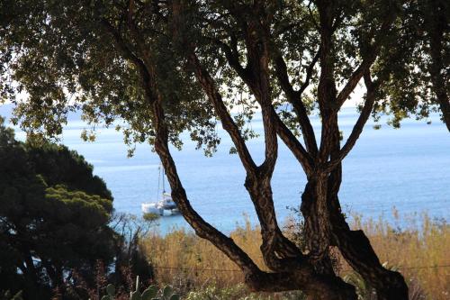 The 10 Best Pet Friendly Hotels In Le Lavandou France