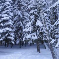 Forest Club Lyutoretskoye