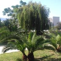 Hollywood Suites