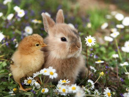 Lieux où voir des bébés animaux au printemps | Booking.com