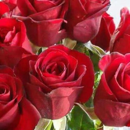 A Bunch of Rose Flower's