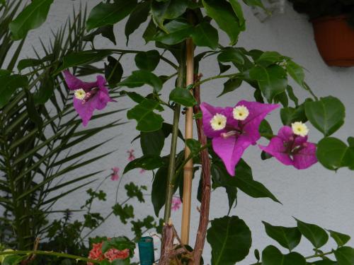 Bougainvillier
