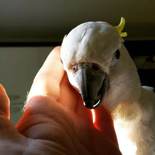 Drazen & Koko