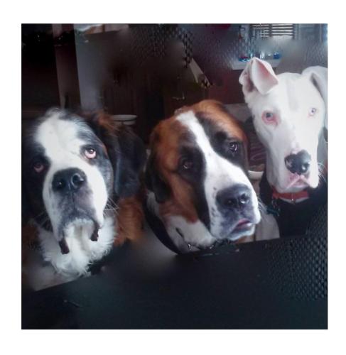 Daisy, Chubbs & Karrat