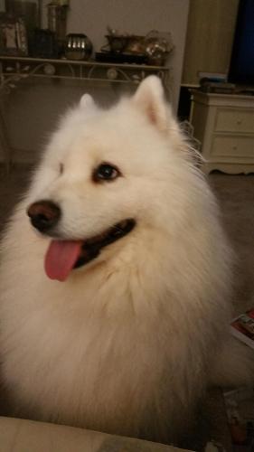 Lulu our Samoyed Dog