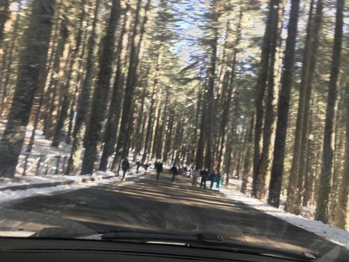 Bosco della Sila