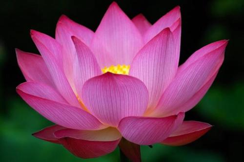 Lotus City